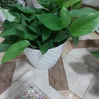 گلهای زیبا با گلدانهای زیبا|گل و گیاه طبیعی|مبارکه, |دیوار