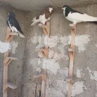 سه تا شهری زرنگ|پرنده|شیراز, شهرک مهرگان|دیوار