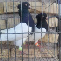 کله سیا|پرنده|کرمان, |دیوار