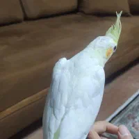 جوجه عروس هلندی|پرنده|پرند, فاز ۰|دیوار