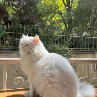 گربه پرشین نر عقیم شده گم شده