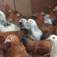 مرغ|حیوانات مزرعه|تاکستان, |دیوار