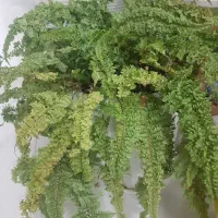 گل آپارتمانی