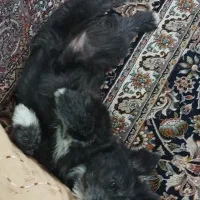 سگ شیتزو تریر ۳ماهه