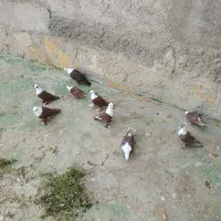 کبوتر کربلایی|پرنده|گلبهار, نوبهار|دیوار