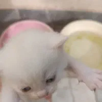 گربه|گربه|گرگان, |دیوار