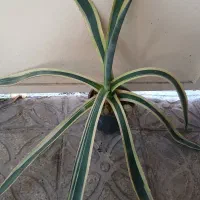 کاکتوس آگاو  و آلوورا|گل و گیاه طبیعی|شیراز, تحویلی|دیوار