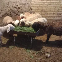 میش آبستن|حیوانات مزرعه|گلپایگان, |دیوار