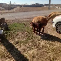 گوسفند بره دار|حیوانات مزرعه|سرعین, |دیوار