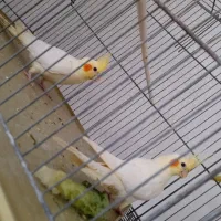 جفت عروس پاریس معاوضه