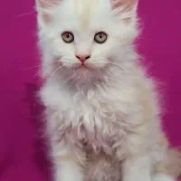 گربه مین کوون