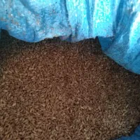 گندم|خوردنی و آشامیدنی|زرنه, |دیوار