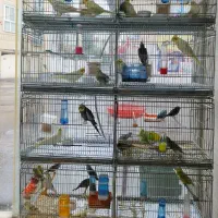 قفس جوجه پران اردشیر ۸خان