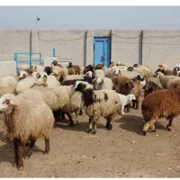 ۱عددبره نر چاق