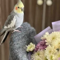عروس هلندی گمشده(داداش)