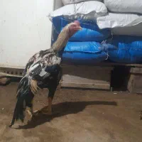 خروس|حیوانات مزرعه|چاراویماق, |دیوار