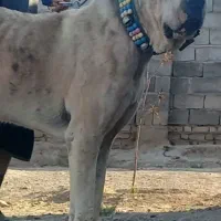 واگذاری ماچ خراسانی گوسفندی