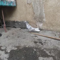 کبوتر زوردار پرشی دم سفید|پرنده|کرمانشاه, |دیوار