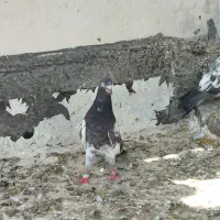 یه چند عدد کبوتر اصل پاکستانی|پرنده|بندر گناوه, |دیوار