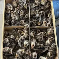 بوقلمون برنز جوجه