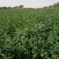 بذر یونجه بغدادی محلی|گل و گیاه طبیعی|اهواز, اهواز|دیوار