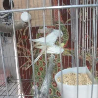 عروس هلندی مولد|پرنده|قیدار, |دیوار