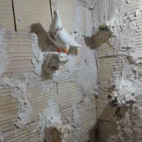 کفتر‌پرشی|پرنده|مشهد, امیرآباد|دیوار