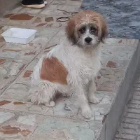 واگذاری سگ شیتزو