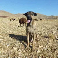 سگ عراقی|سگ|آبگرم, |دیوار