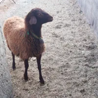 بره ماده|حیوانات مزرعه|شاهین‌شهر, گزبرخوار|دیوار