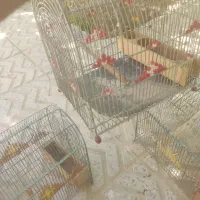 قفس|لوازم جانبی حیوانات|اقلید, |دیوار