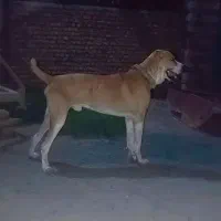 سگ.|سگ|سرخنکلاته, |دیوار