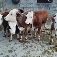 ۵راس گوساله سیمینتال نر...گاو