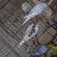 مرغ عشق انگلیسی  ویروس هلندی|پرنده|کرج, کوی امامیه|دیوار