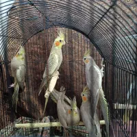 فروش عروس هلندی پنج شیش ماهه|پرنده|تنکابن, |دیوار