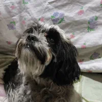 واگذاری سگ شیتزوترییر|سگ|شیراز, دارالرحمه|دیوار