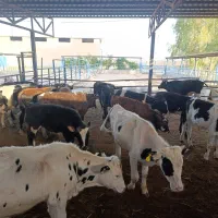 لاغره فروشی گوساله جهت پروار