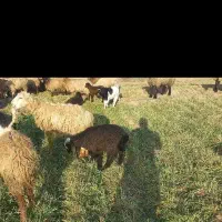 گوسفند وعده سال