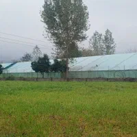 گلخانه ۱۱۰۰ متر با امکانات در زمین ۲۱۰۰ متری|اجارهٔ دفتر صنعتی، کشاورزی، تجاری|قائم‌شهر, |دیوار