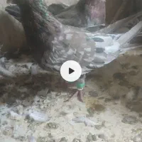 کفتر سرور دورگ