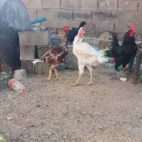 مروغ و خروس لاری|حیوانات مزرعه|تربت جام, جامرود|دیوار