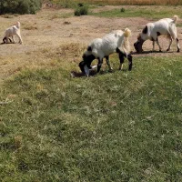 فروش ۳۰نری چاق و درشت