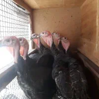 بوقلمون ۷ماهه