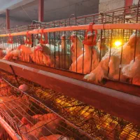 مرغ تخم گذار ال اس 9ماهه