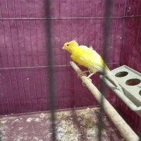 جفت قناری به ضمانت تخم و جوجه|پرنده|یزد, |دیوار