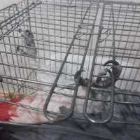 کاسکو|پرنده|اهواز, شهرک دانشگاه|دیوار