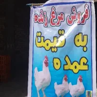 مرغ زنده به نرخ عمده 280000
