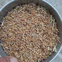گندم|خوردنی و آشامیدنی|ایذه, |دیوار