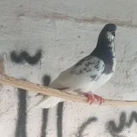 کفتر شهری سبز|پرنده|خشت, |دیوار