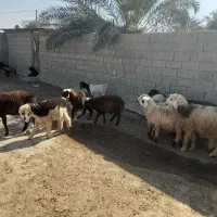 بره و کهره و بز